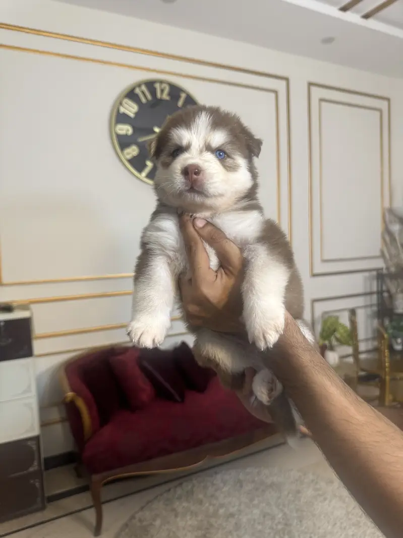 Siberian husky puppies — photo 4