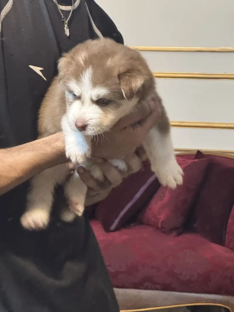 Siberian husky puppies — photo 5