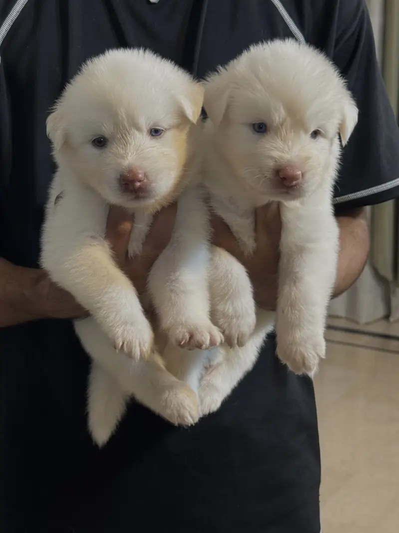 Siberian husky puppies — photo 6