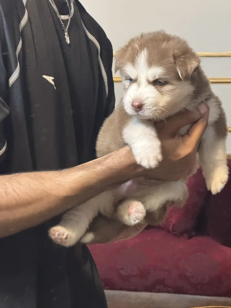 Siberian husky puppies — photo 7