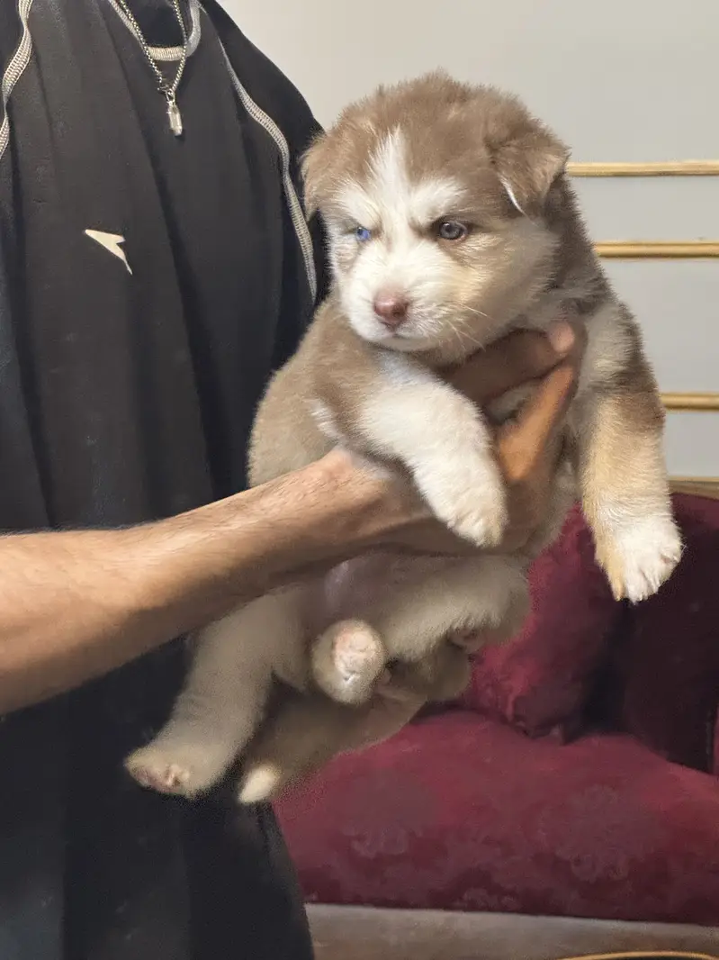 Siberian husky puppies — photo 8