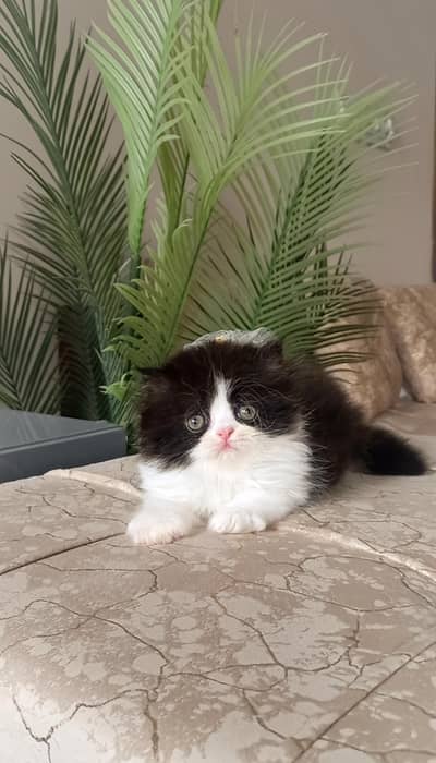 Persian kitten , pure breed