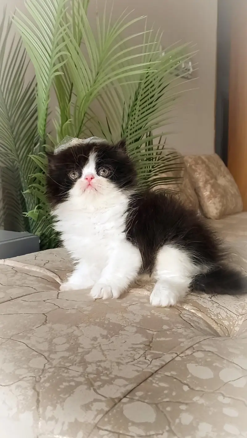 Persian kitten , pure breed — photo 2
