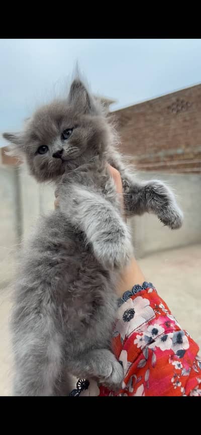 Grey Male Kitten for sale