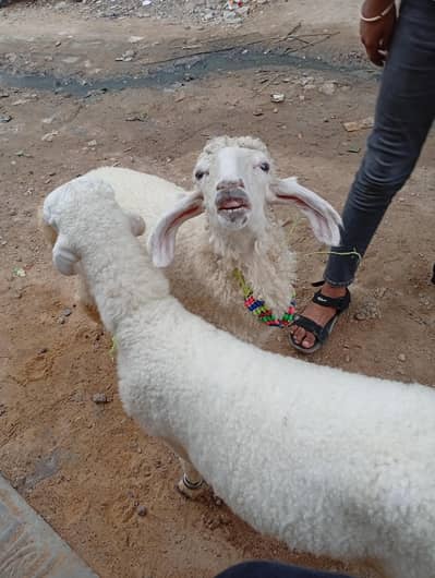 SHEEP FOR SALE