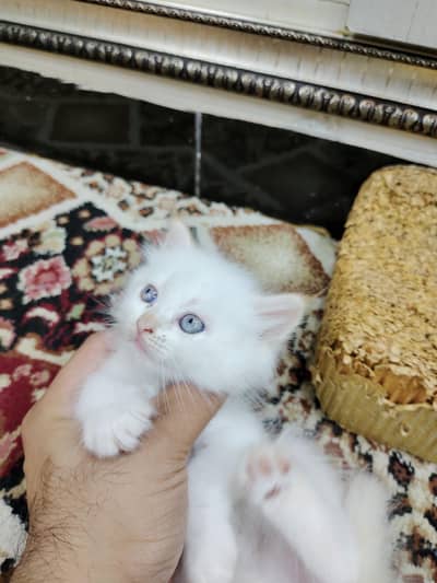 Persian kittens