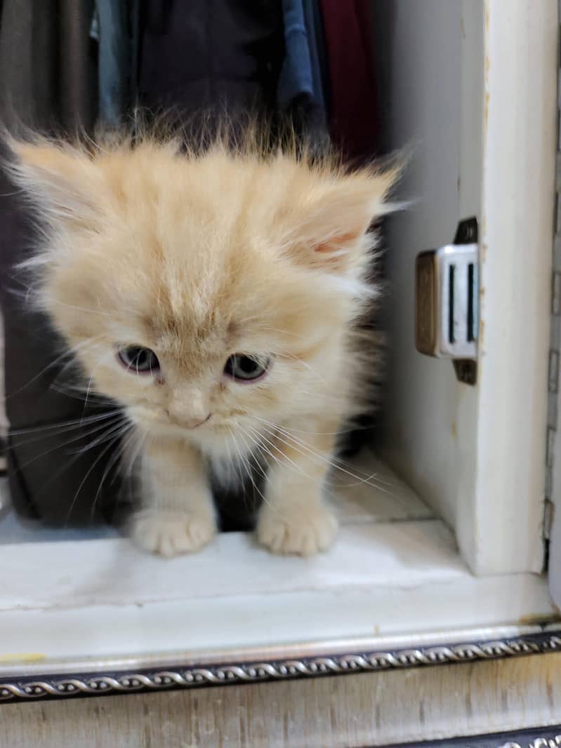 Persian kittens 1