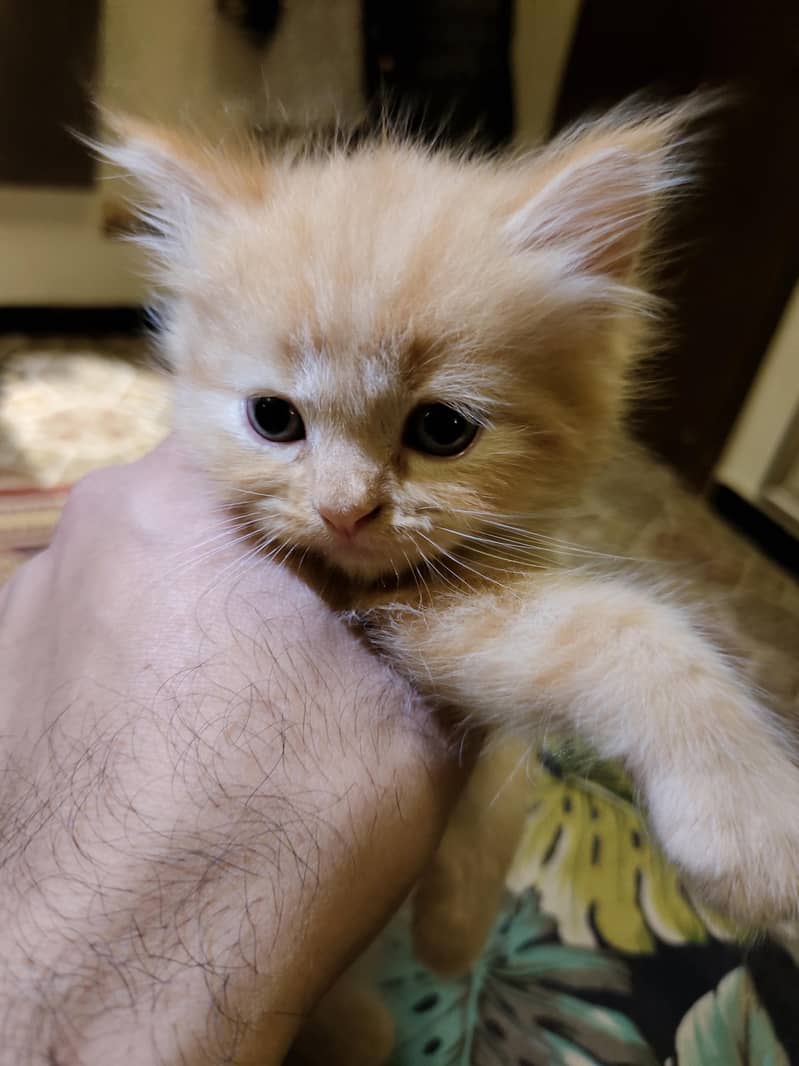 Persian kittens 2