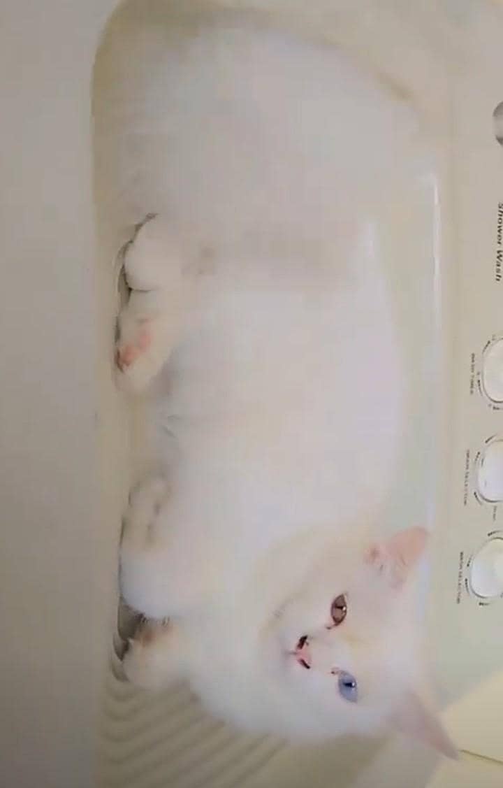 Persian cat 0
