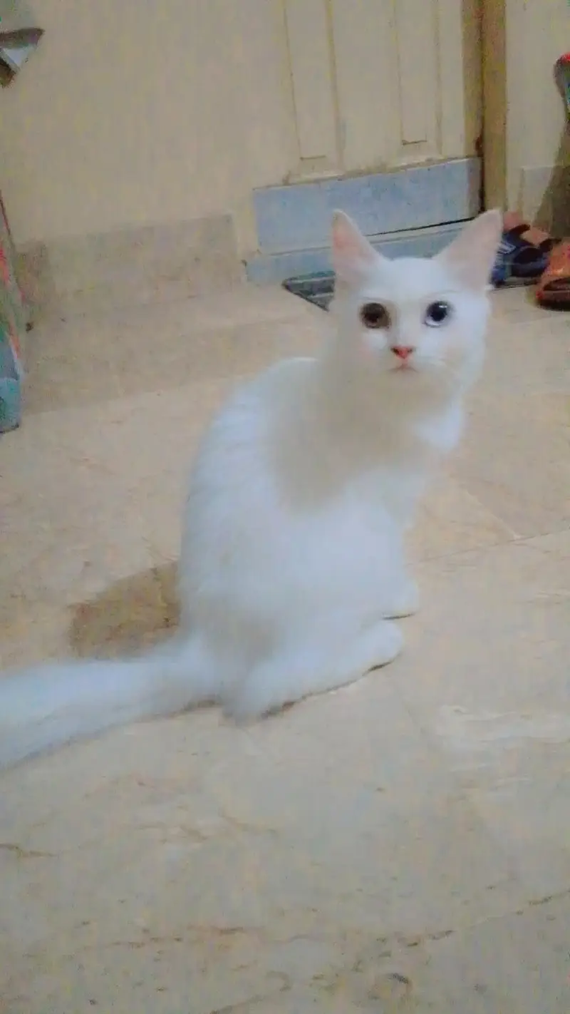 Persian cat — photo 2