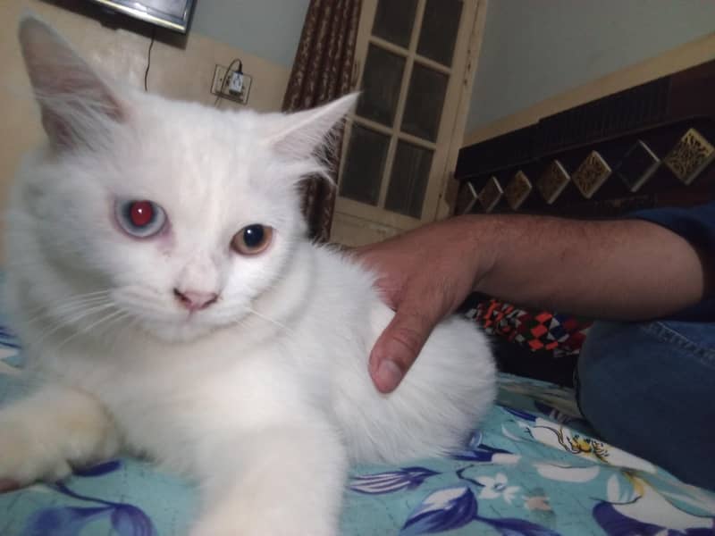 Persian cat 2