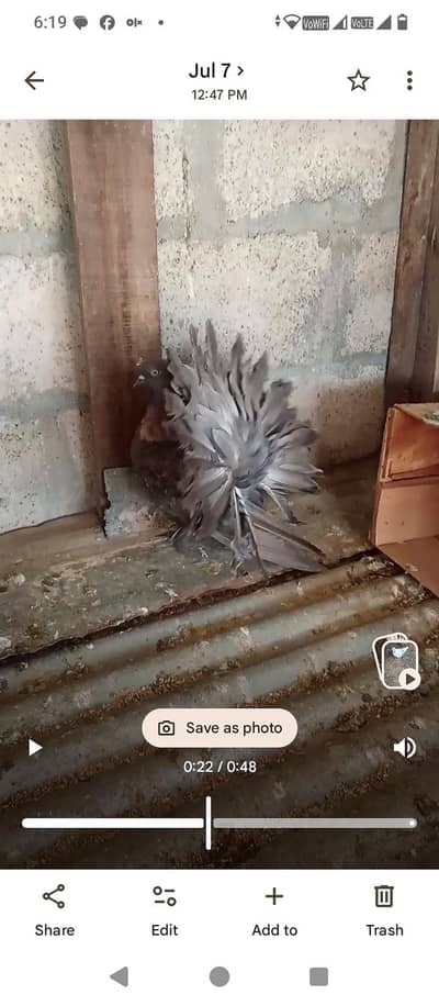 Abbottabad pigeons
