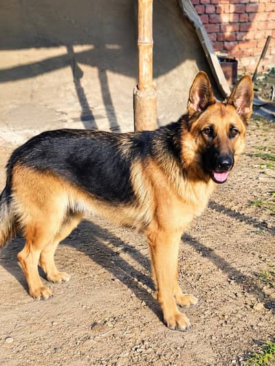 German shepherd female