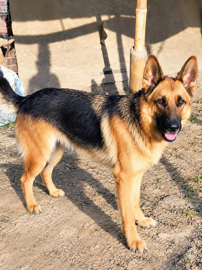 German shepherd female — photo 2