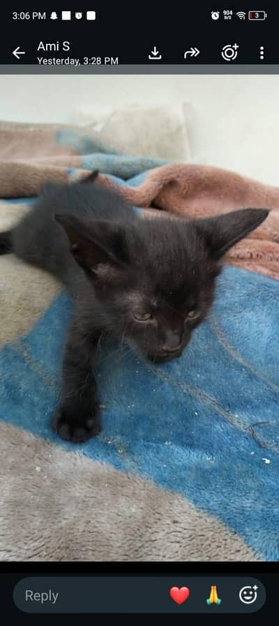 beautiful female kittens for sale