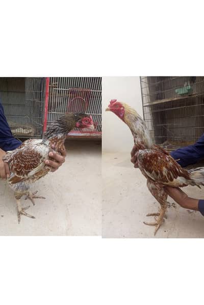 aseel pair
