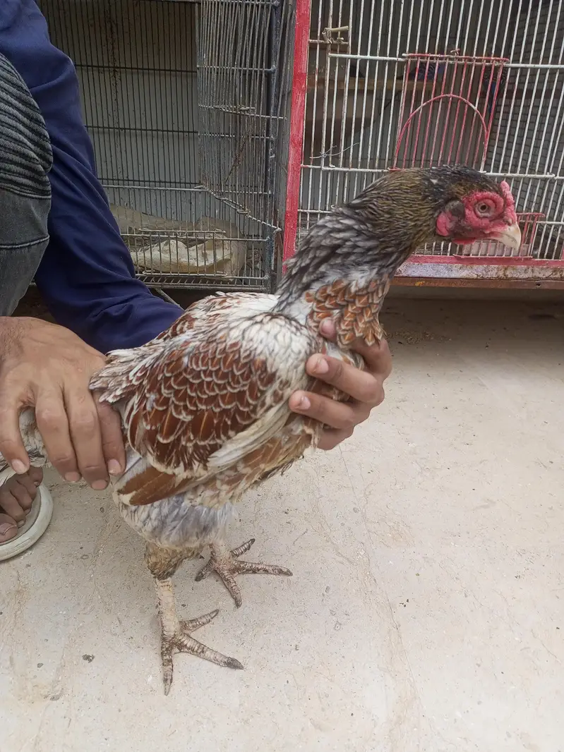 aseel pair — photo 7