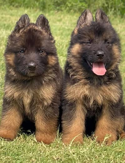 German Shepherd puppies | GSD |  Long Coat German Shepherd pair |