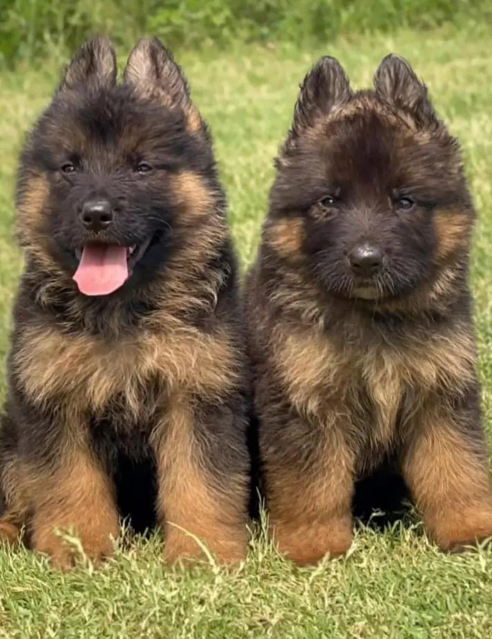 German Shepherd puppies | GSD |  Long Coat German Shepherd pair | — photo 2