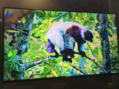 Eco star QLED Cx-65QD970A+ for sale in brand new condition