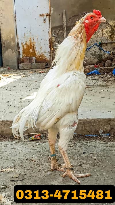 HEERA ASEEL BREEDER  | PAPER WHITE | LONG TAIL | BREEDER MALE