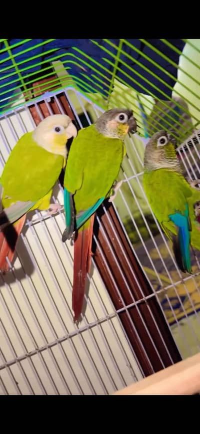 Parrot