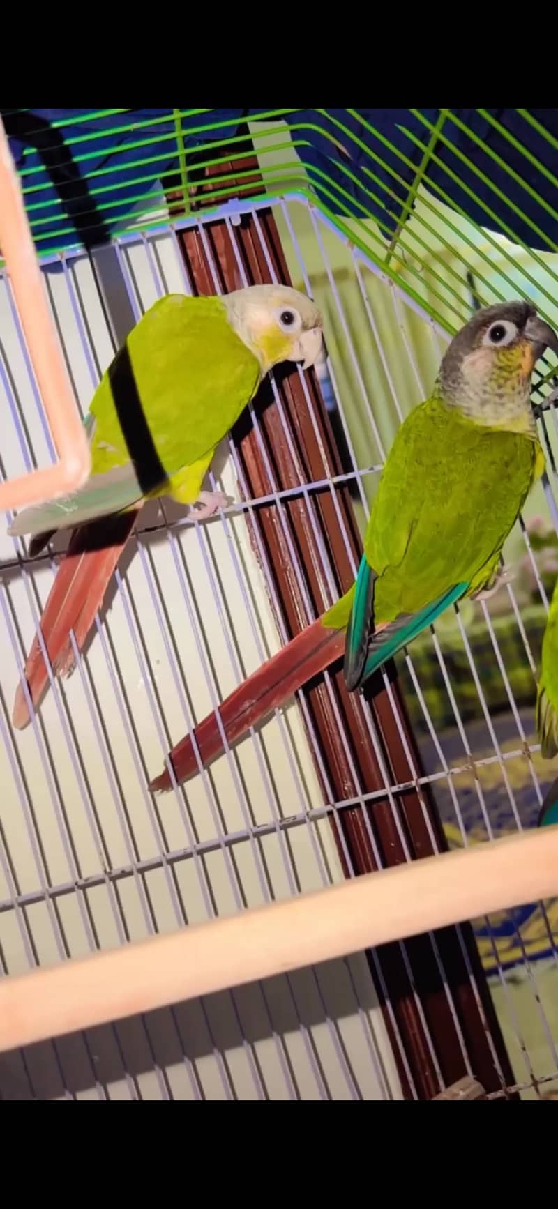 Parrot 1