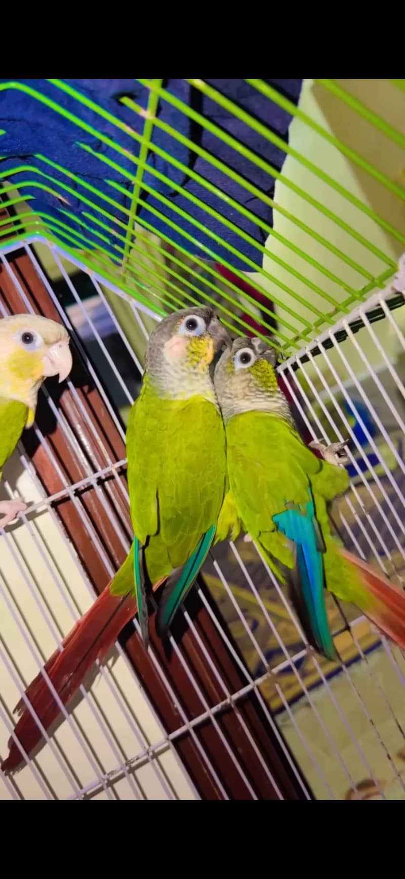 Parrot 2