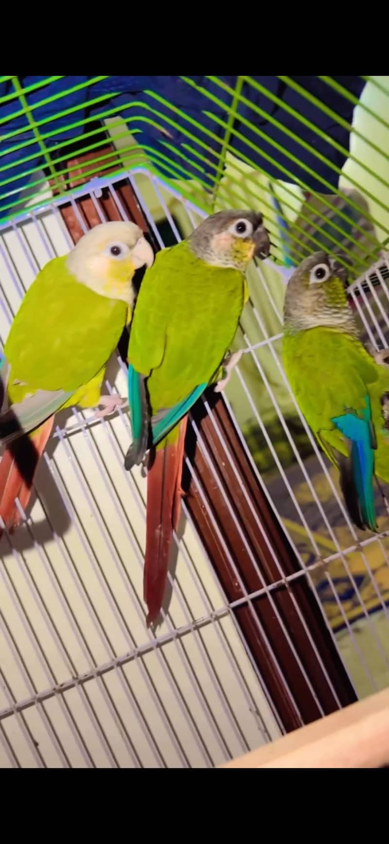 Parrot 3