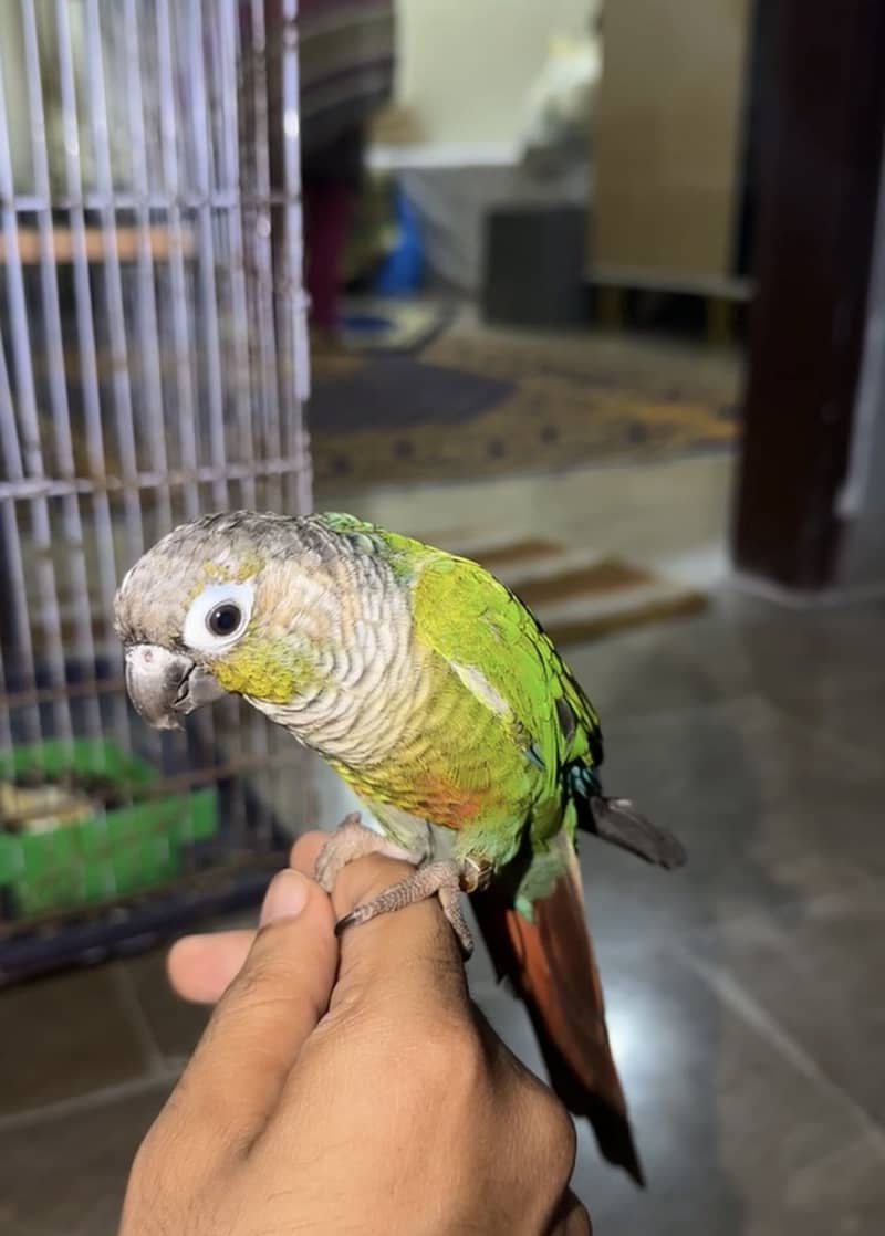 Parrot 4