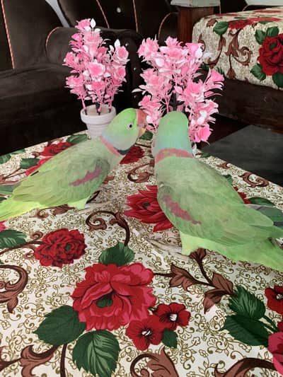 Kashmiri raw parrot for sale 2 years Age  my WhatsApp No 03476274376