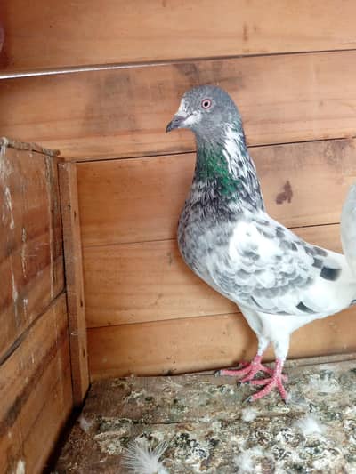 high fly pigeon