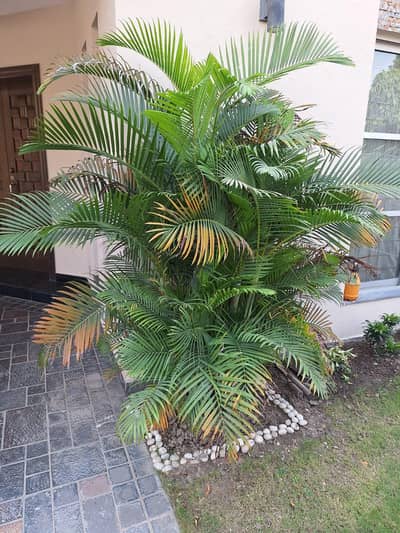 Beautiful golden Areca plant for sale-large green decorative plant|DHA