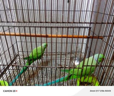 Green neck line parrots