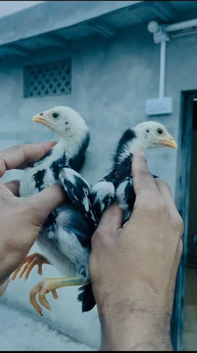 Lasani And heera Chicks