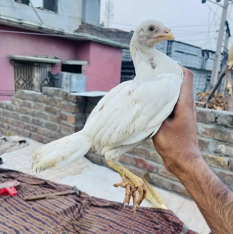 Lasani And heera Chicks — photo 2