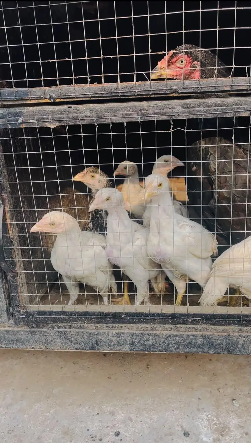Lasani And heera Chicks — photo 3
