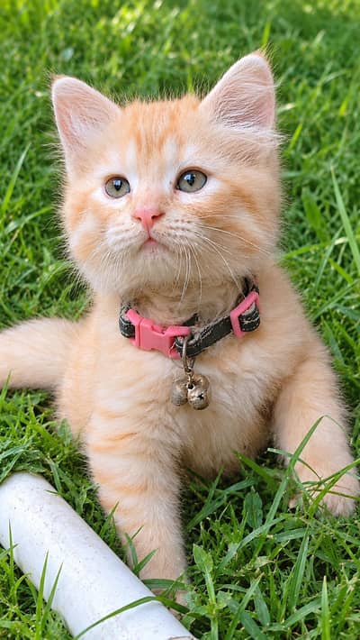 8000 double coated kitten