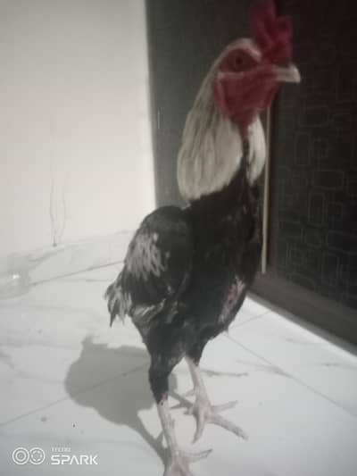 ASEEL MIANWALI KA white java