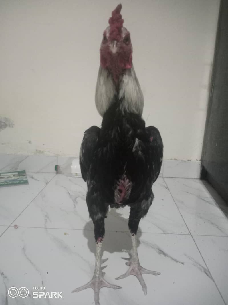 ASEEL MIANWALI KA white java 1
