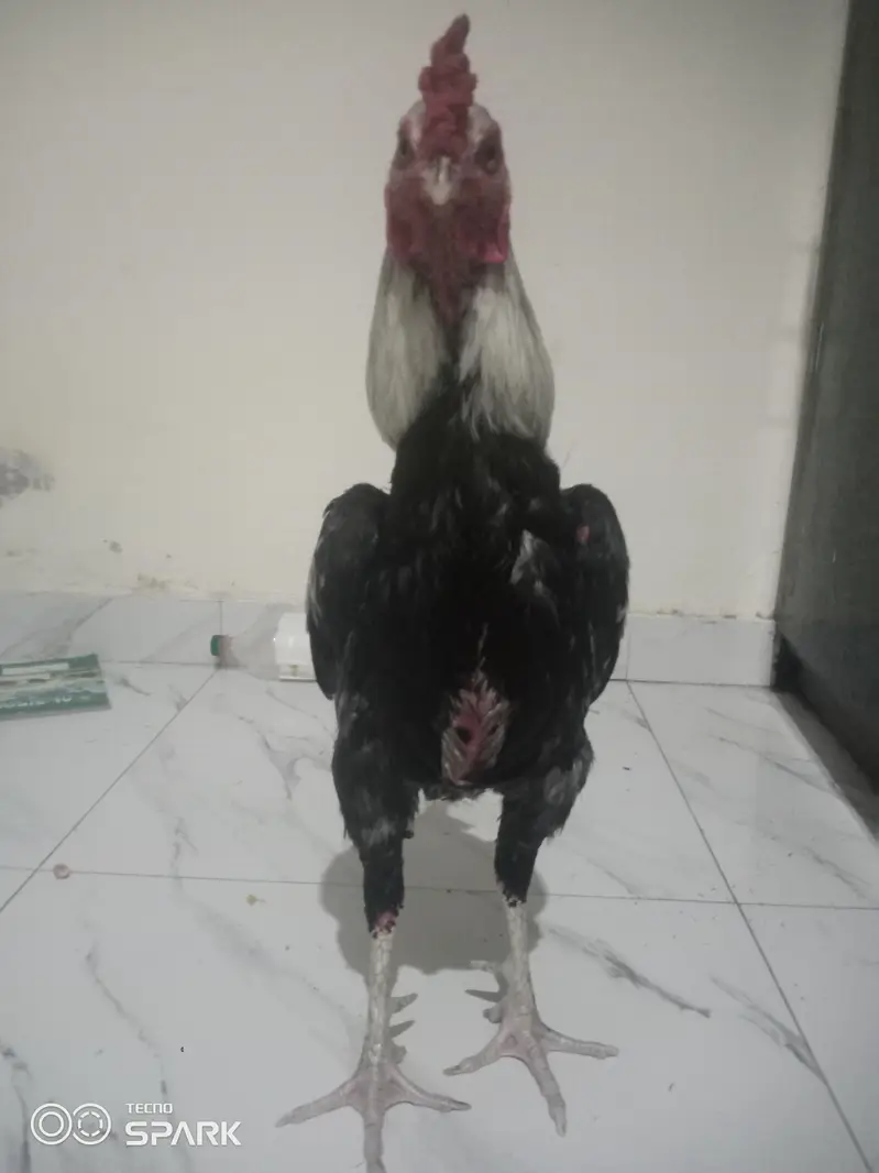 ASEEL MIANWALI KA white java — photo 2