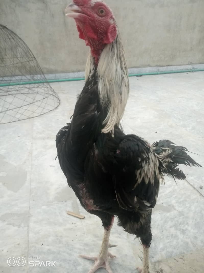 ASEEL MIANWALI KA white java 3