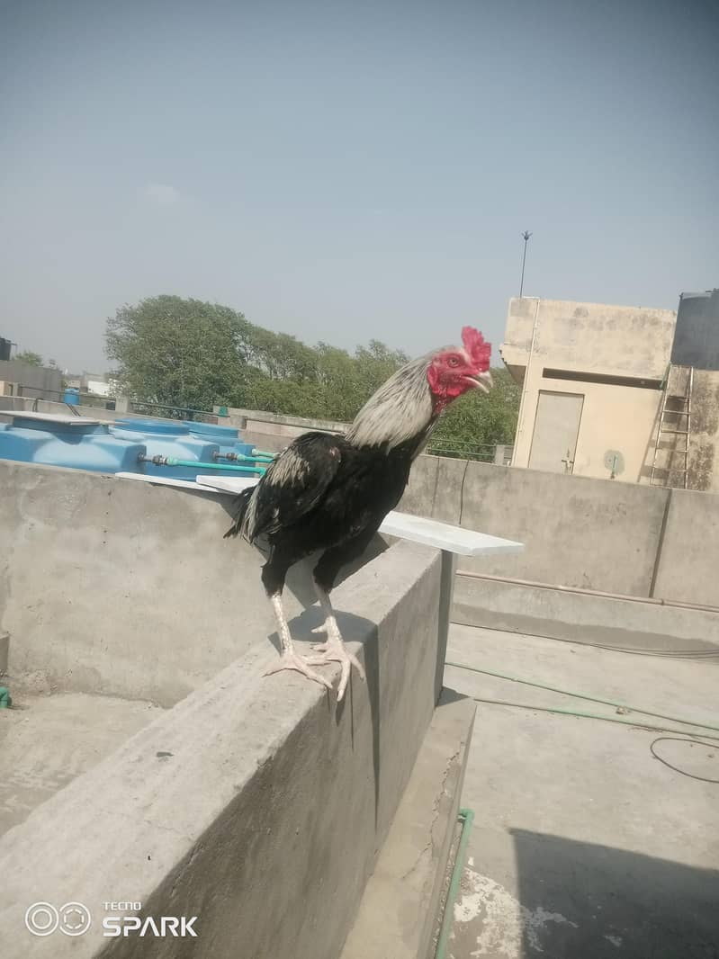 ASEEL MIANWALI KA white java 5