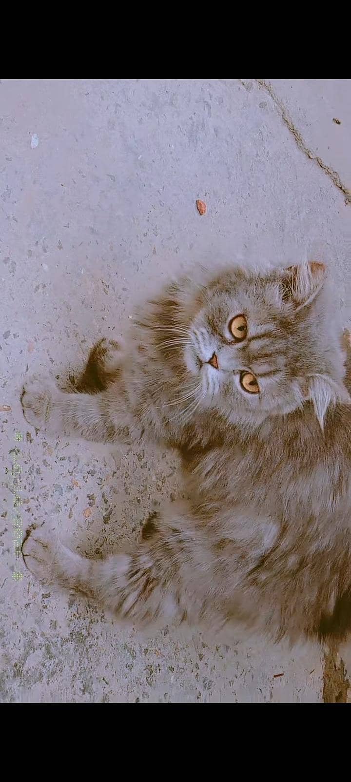 Persian cat 0