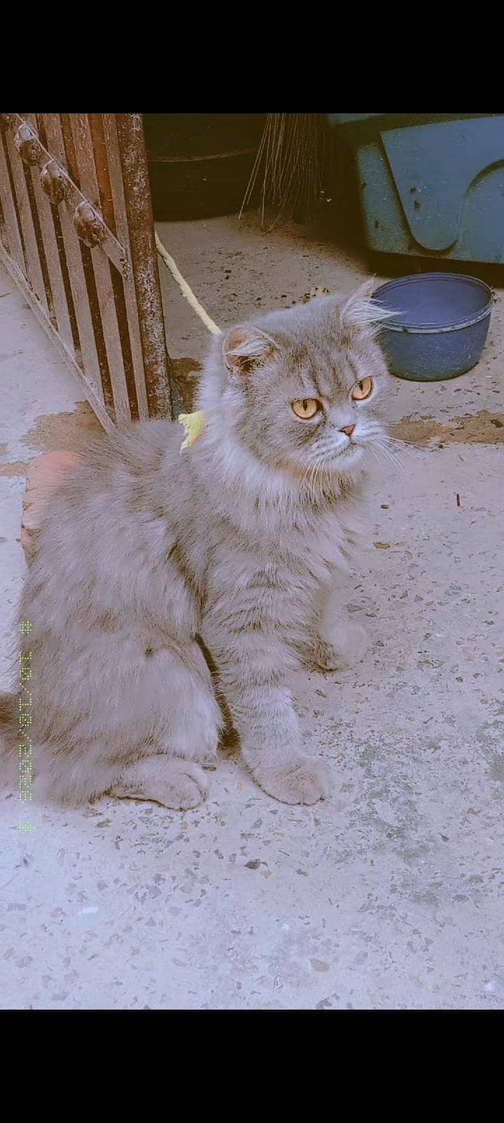 Persian cat 1