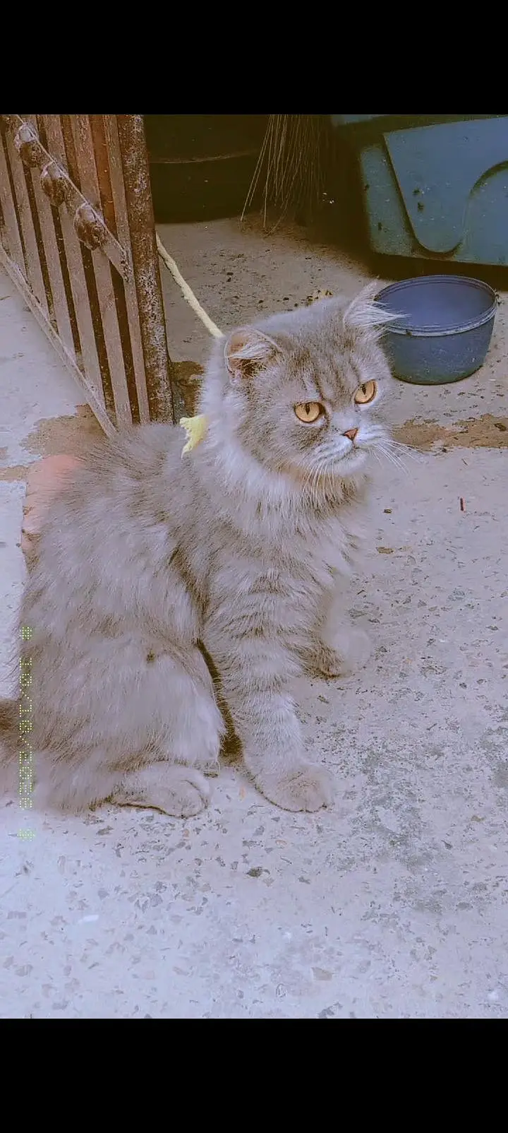 Persian cat — photo 2