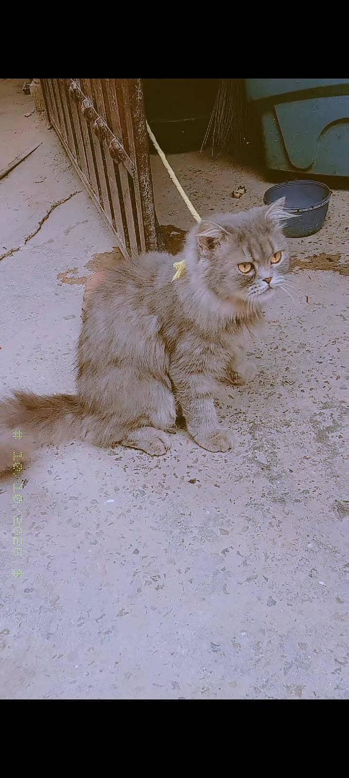 Persian cat 2
