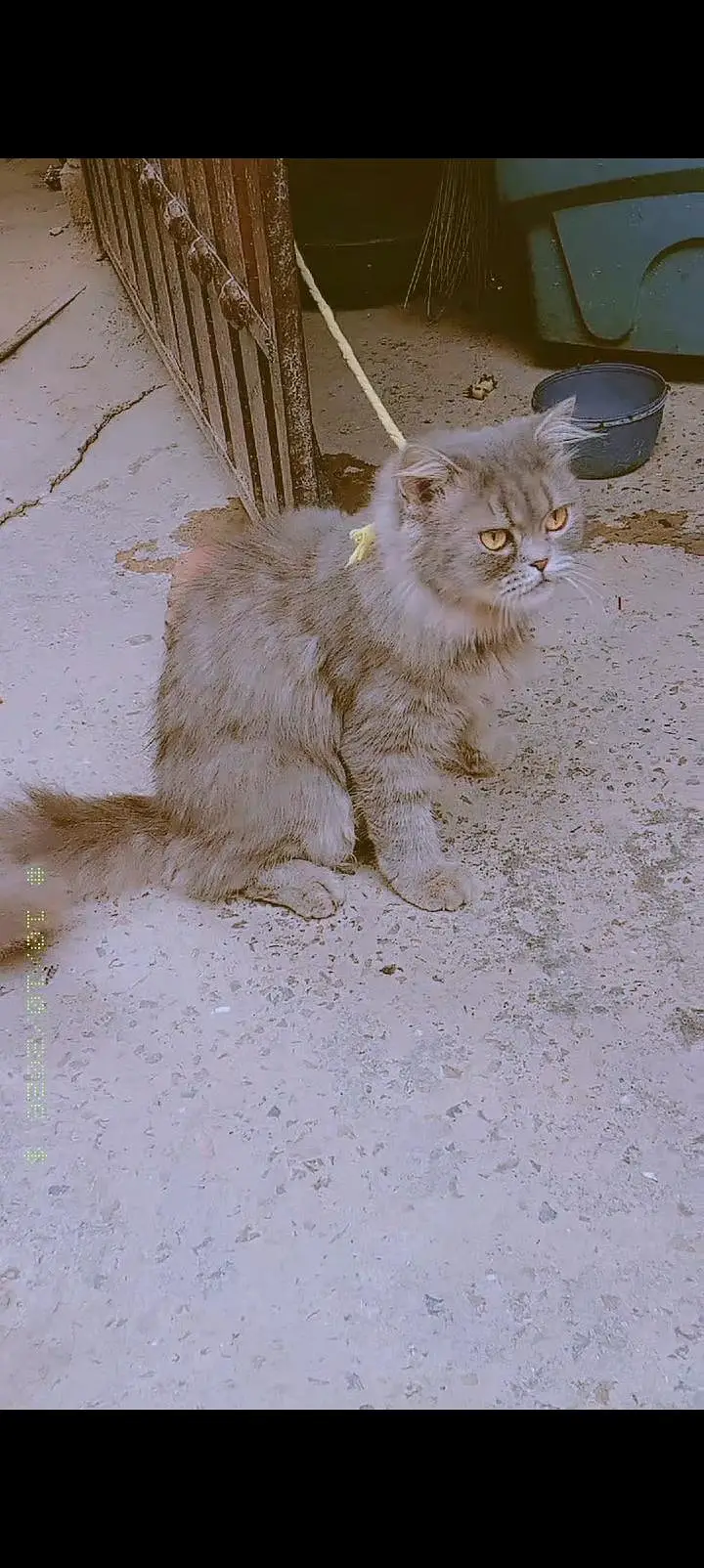 Persian cat — photo 3