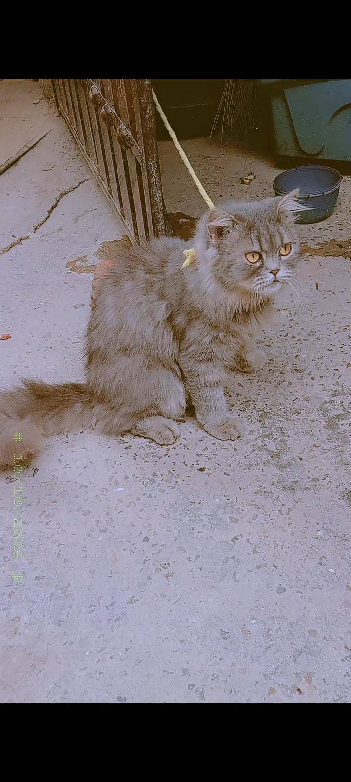 Persian cat 3