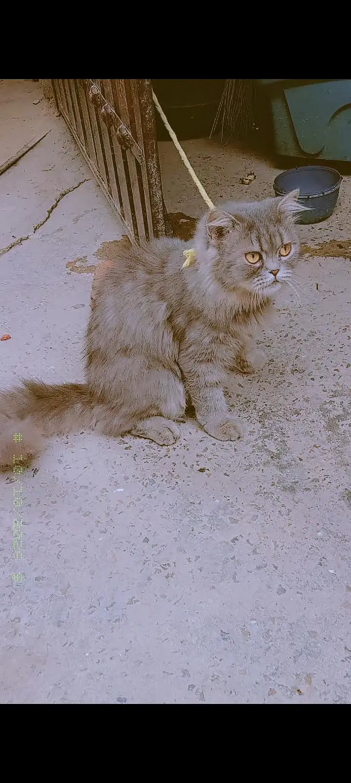 Persian cat — photo 4